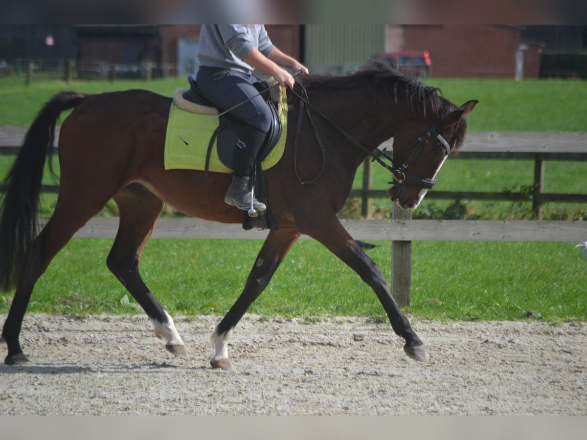 Altre razze Castrone 4 Anni 160 cm Baio in Wuustwezel