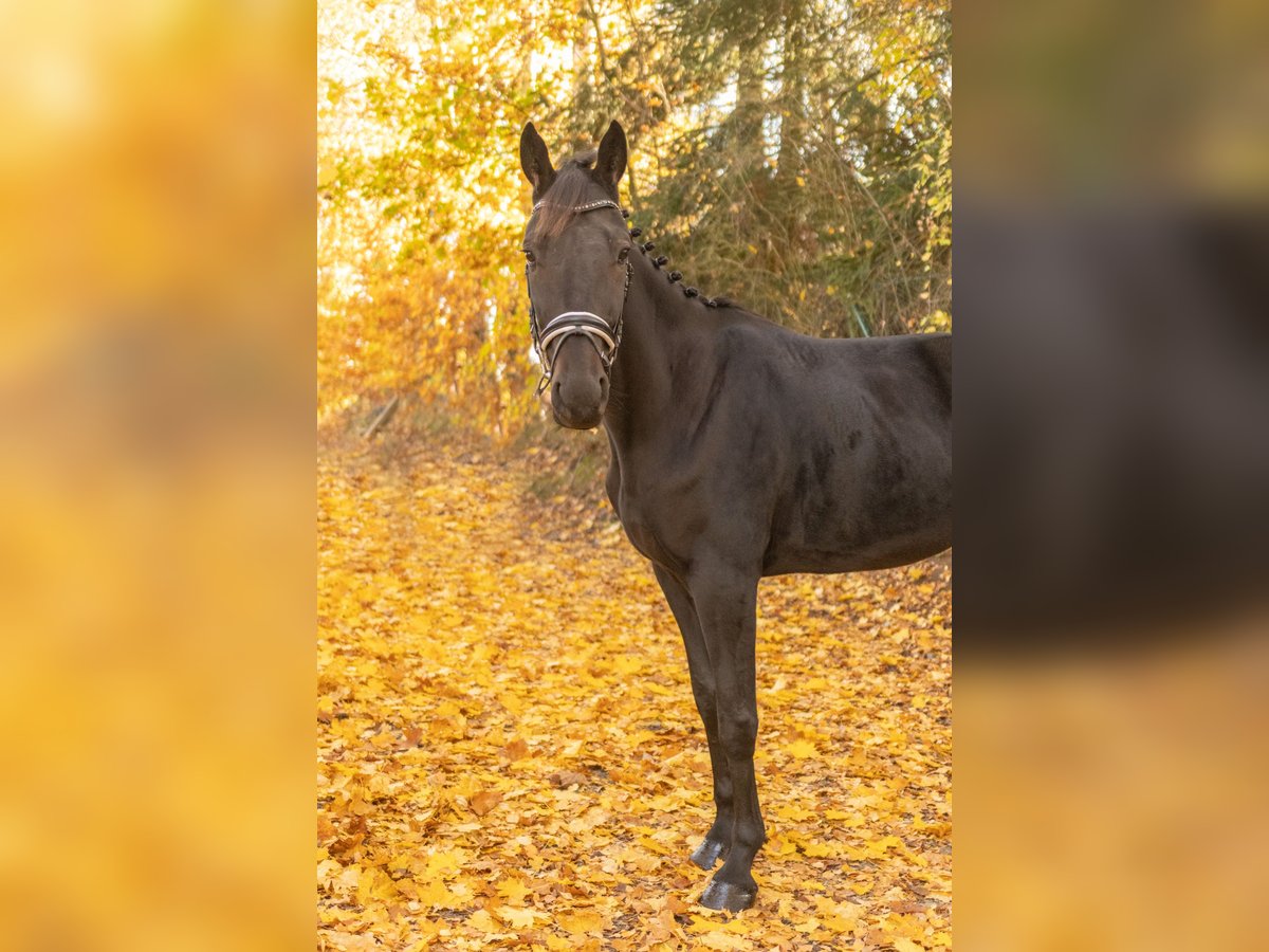 Altre razze Castrone 4 Anni 160 cm Baio nero in Bayreuth