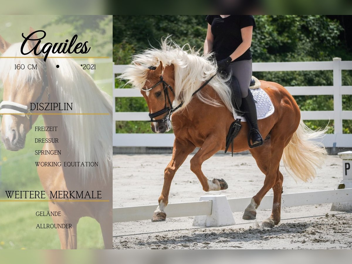 Altre razze Castrone 4 Anni 160 cm Palomino in Nettersheim