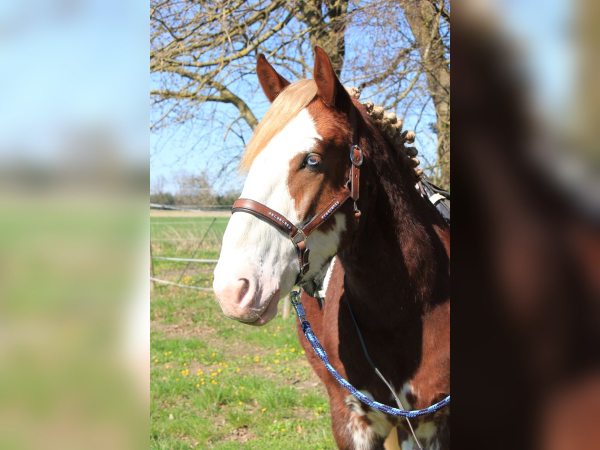 Altre razze Castrone 4 Anni 160 cm Sauro in Geltendorf