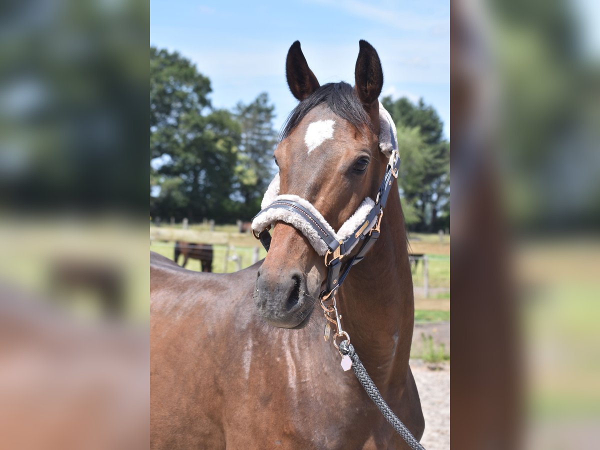 Altre razze Castrone 4 Anni 162 cm Baio scuro in Achtmaal