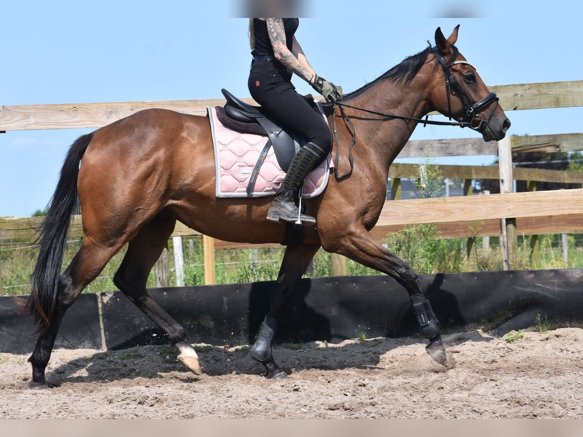 Altre razze Castrone 4 Anni 163 cm Baio scuro in Achtmaal