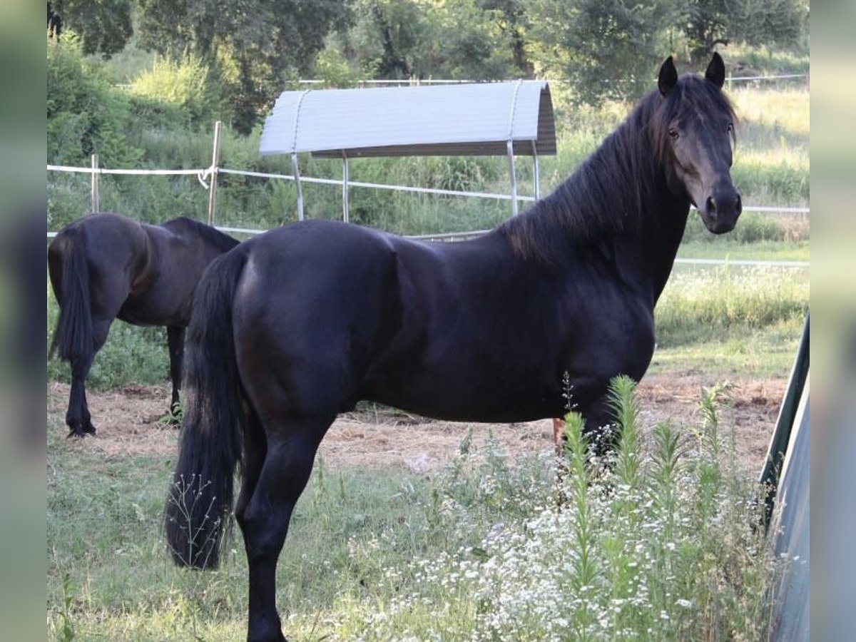 Altre razze Mix Castrone 4 Anni 165 cm Morello in Castel Goffredo