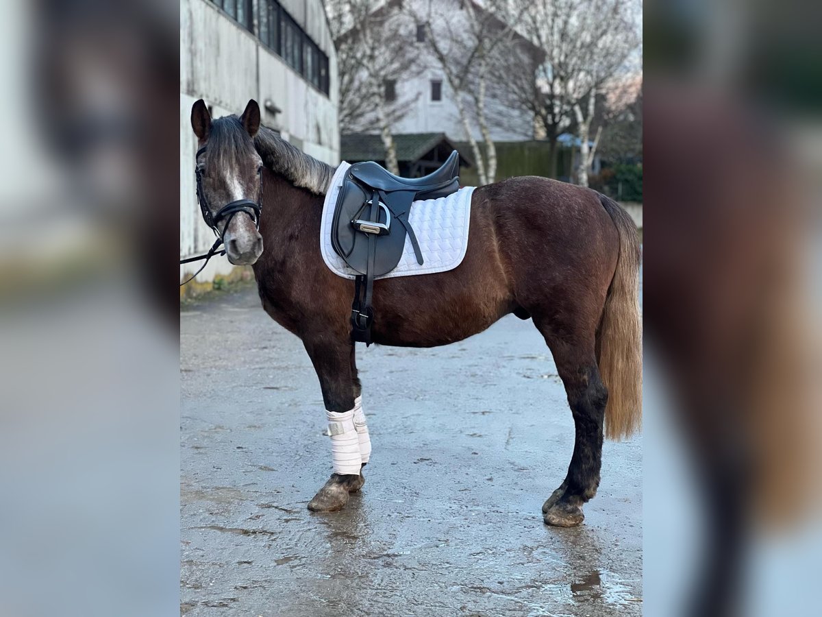 Altre razze Mix Castrone 5 Anni 140 cm Può diventare grigio in Wiesloch