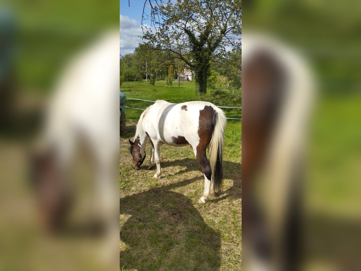 Altre razze Mix Castrone 5 Anni 148 cm Pezzato in Grosshartmannsdorf