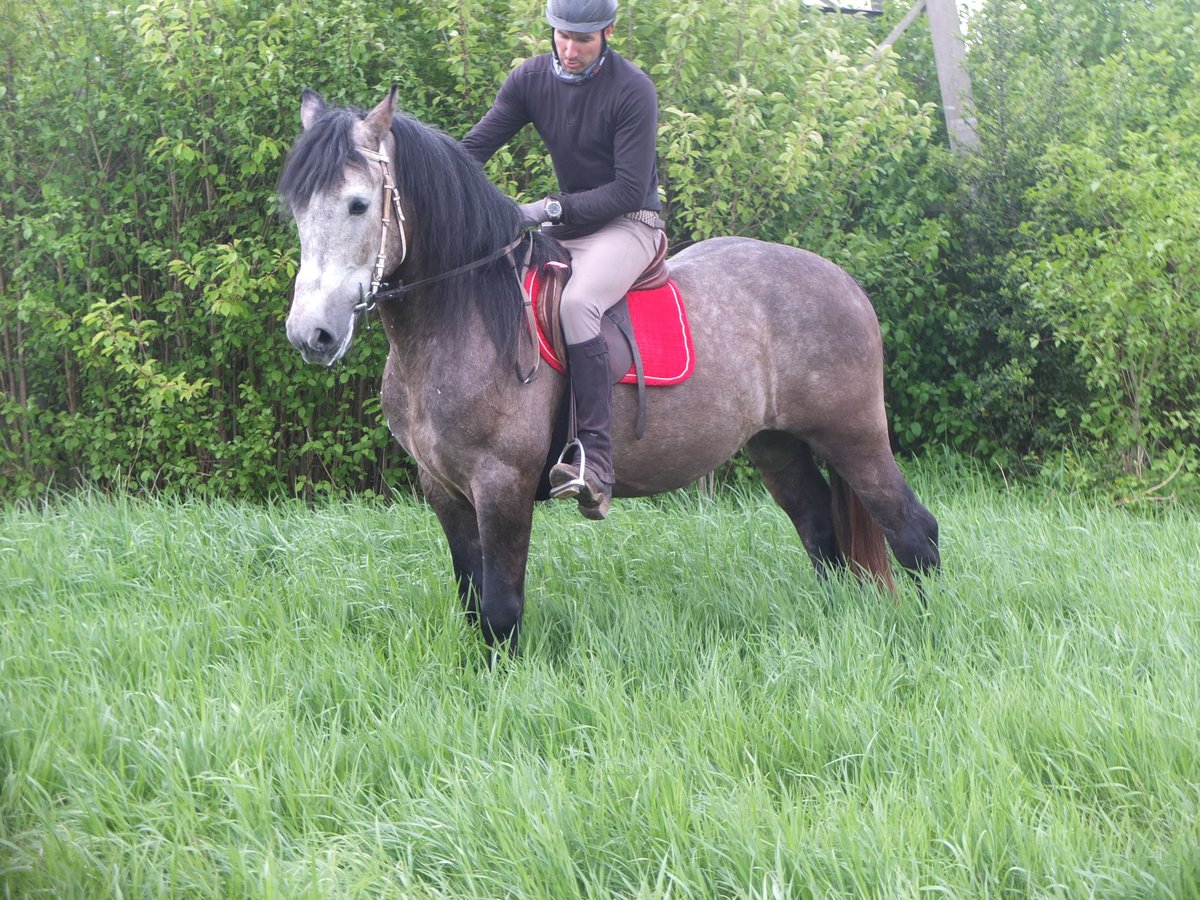 Altre razze Castrone 5 Anni 153 cm Grigio pezzato in Buttstädt