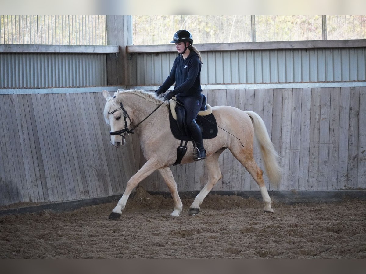 Altre razze Castrone 5 Anni 156 cm Palomino in Nettersheim