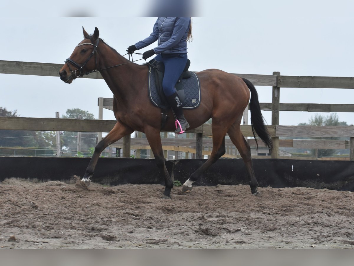 Altre razze Castrone 5 Anni 158 cm Baio in Achtmaal
