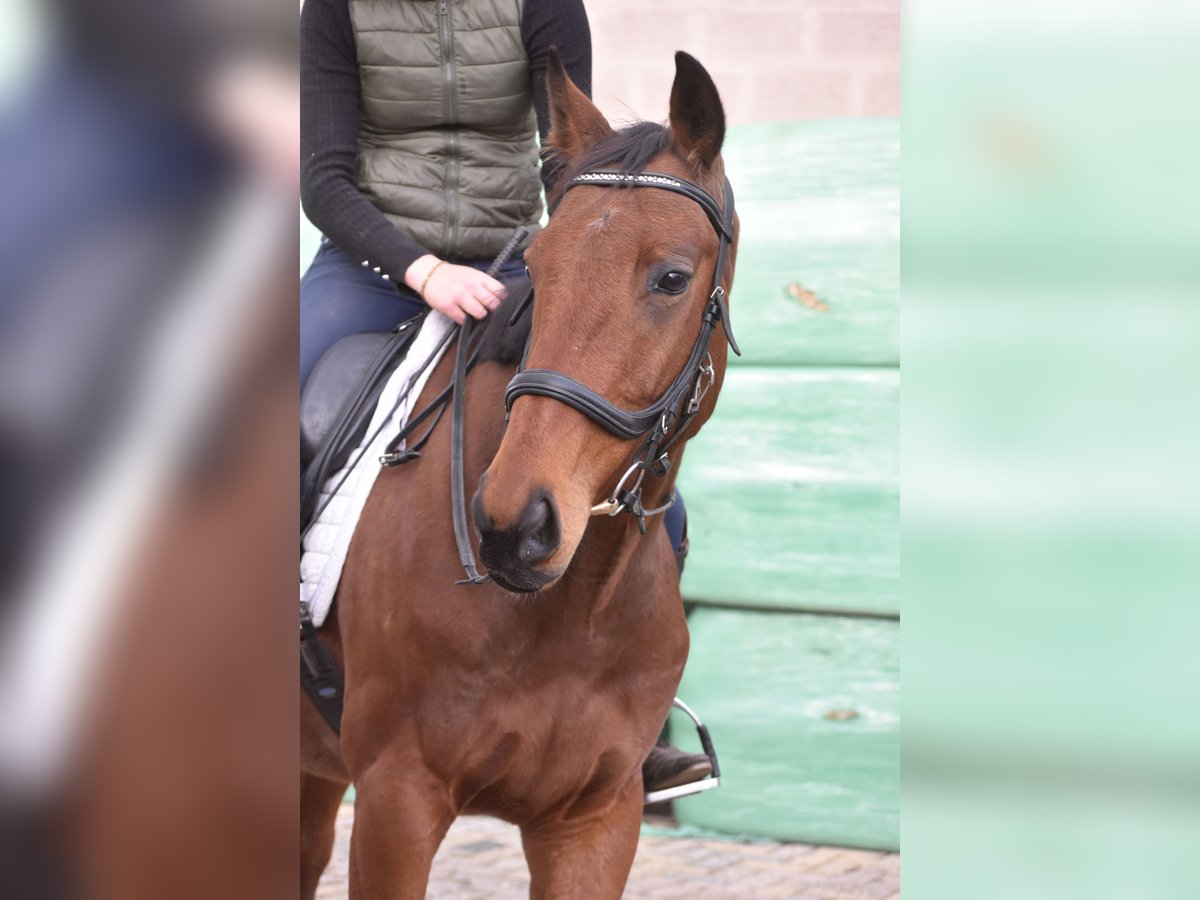 Altre razze Castrone 5 Anni 158 cm Baio in Achtmaal