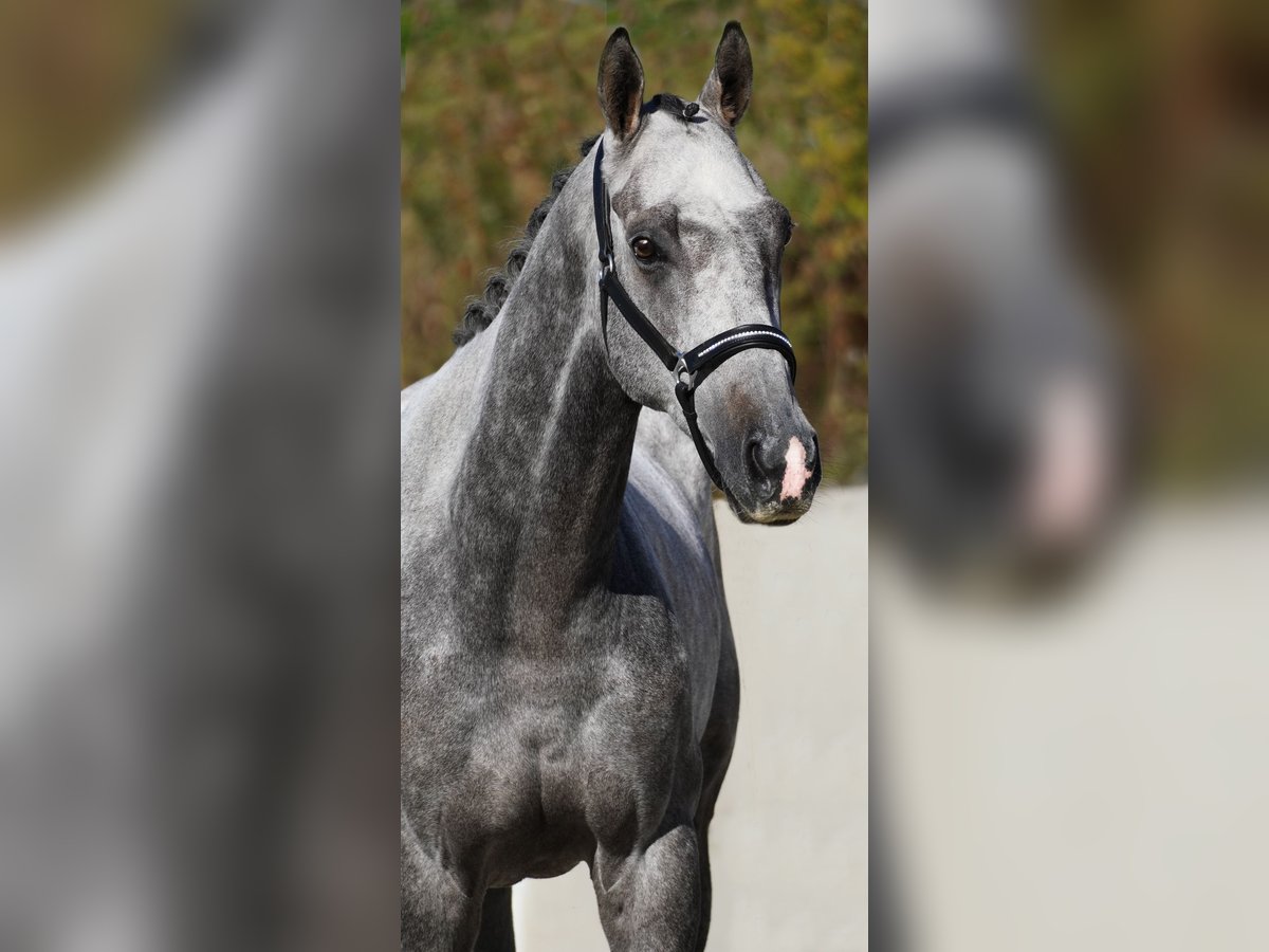 Altre razze Castrone 5 Anni 160 cm Grigio ferro in Nettersheim