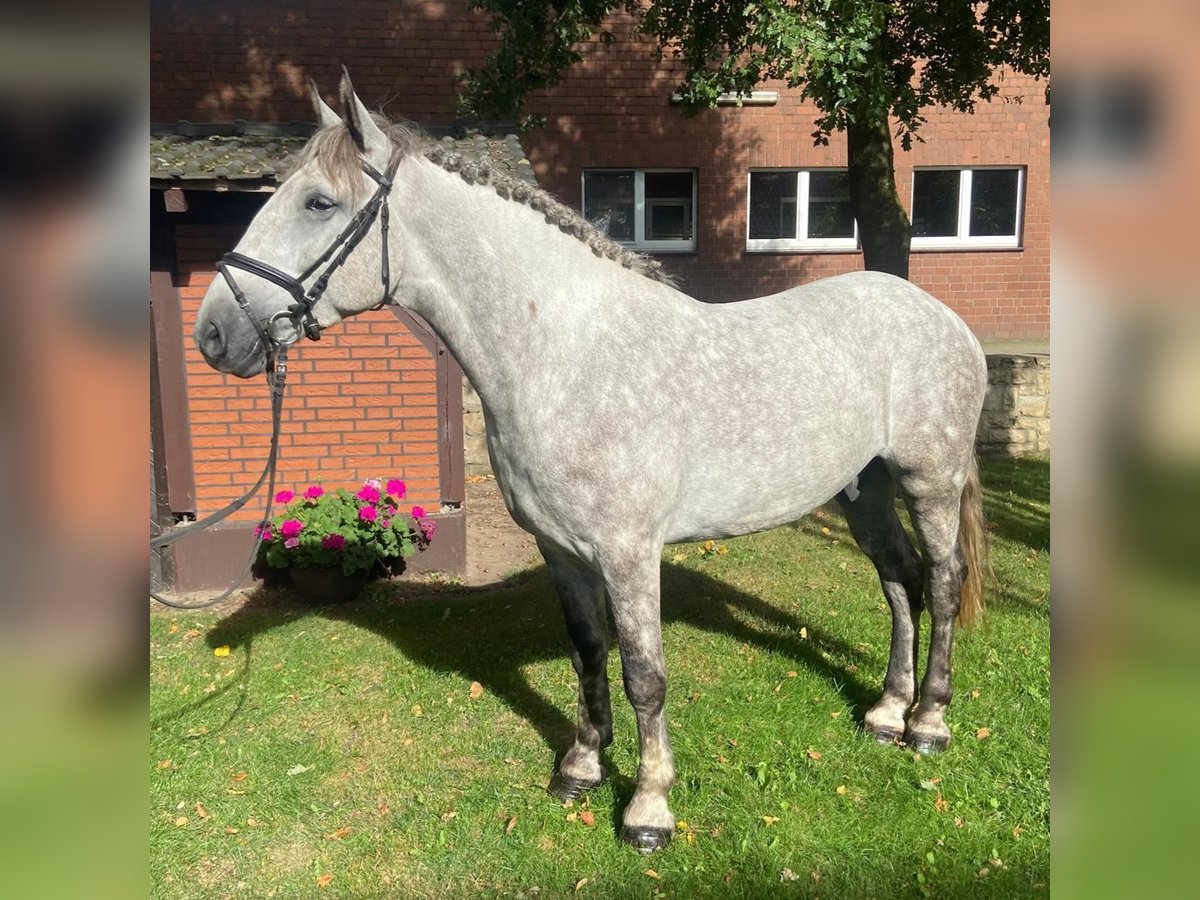 Altre razze Castrone 5 Anni 164 cm Grigio in Hopsten