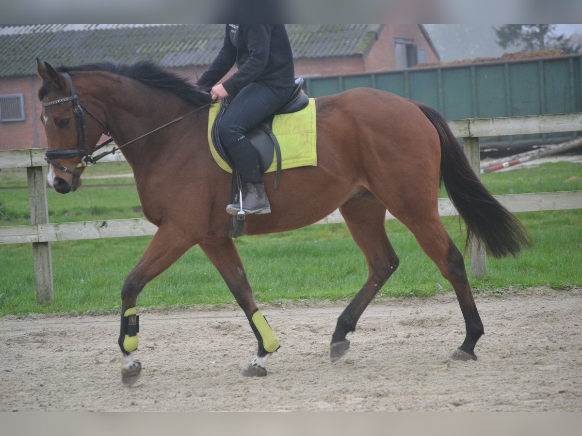 Altre razze Castrone 5 Anni 165 cm Baio in Breda