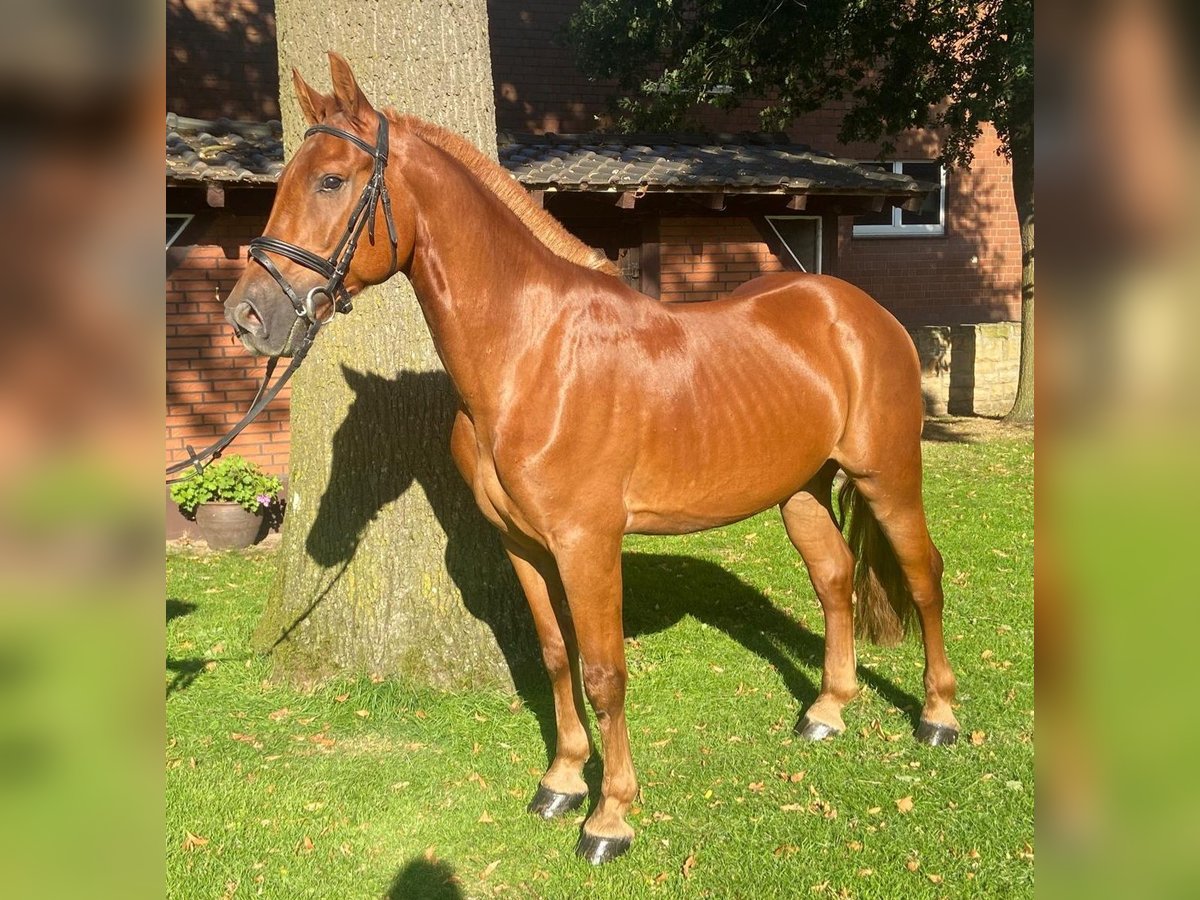 Altre razze Castrone 6 Anni 155 cm Sauro in Hopsten