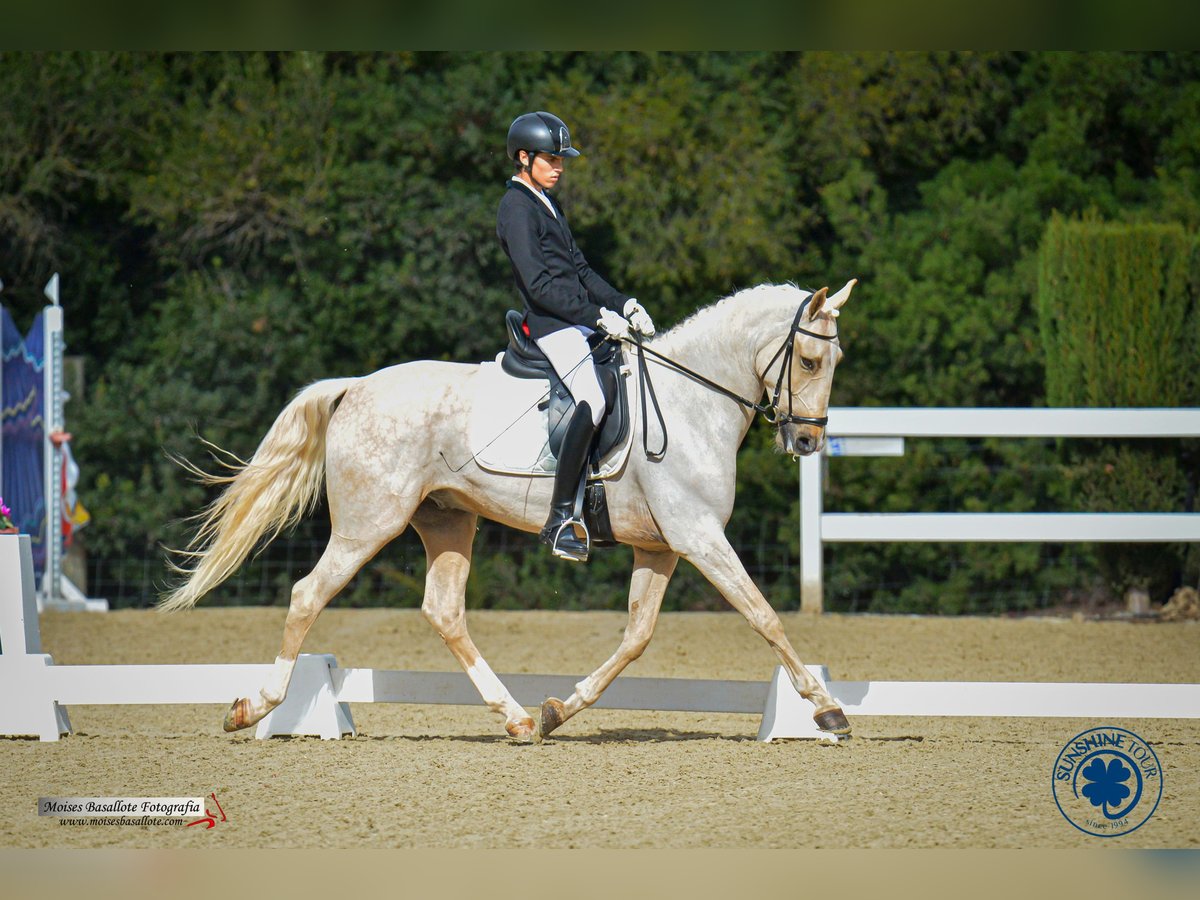 Altre razze Castrone 6 Anni 165 cm Palomino in Jerez De La FronteraJerez