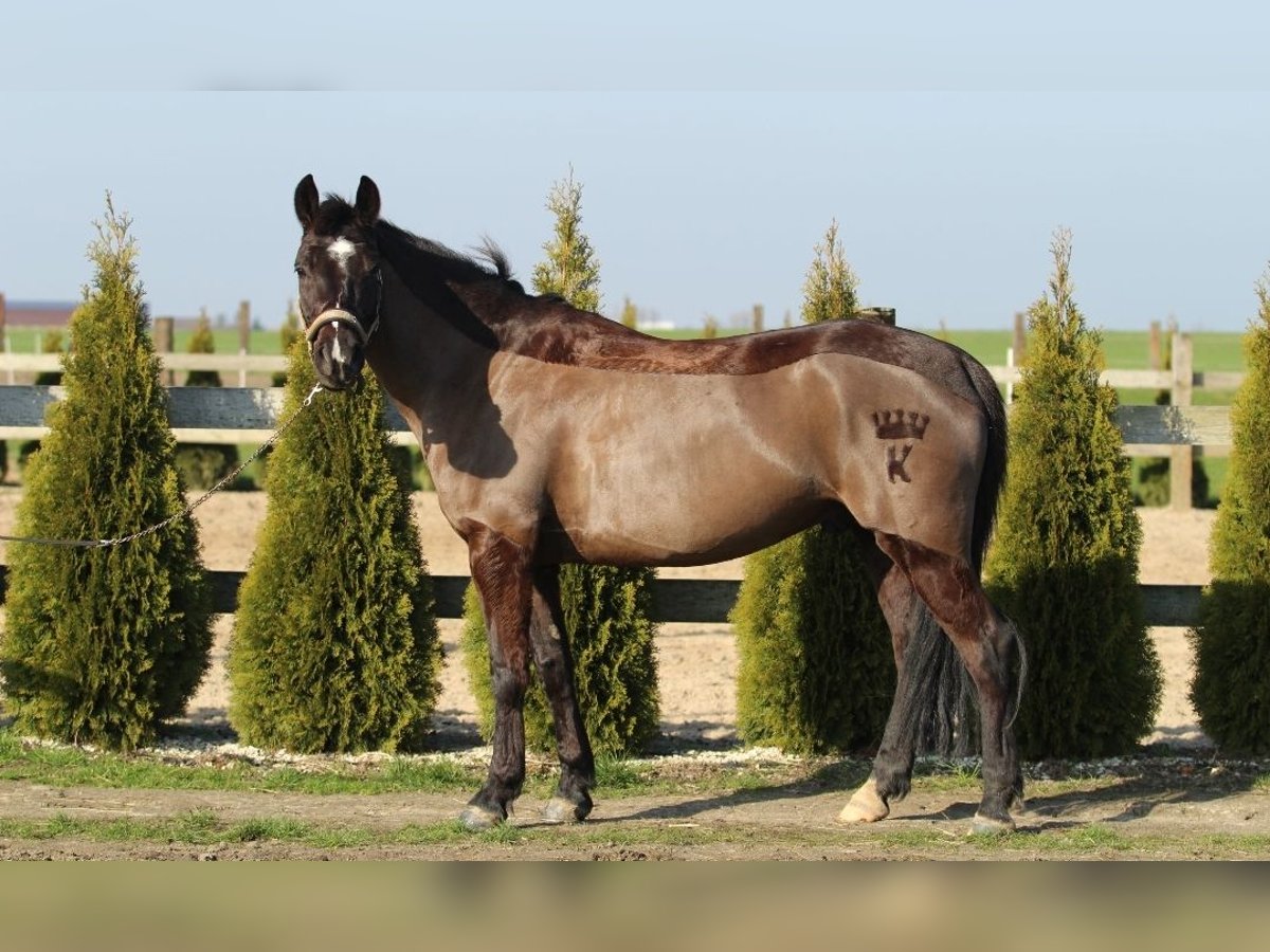 Altre razze Castrone 7 Anni 143 cm Baio scuro in Mieleszyn