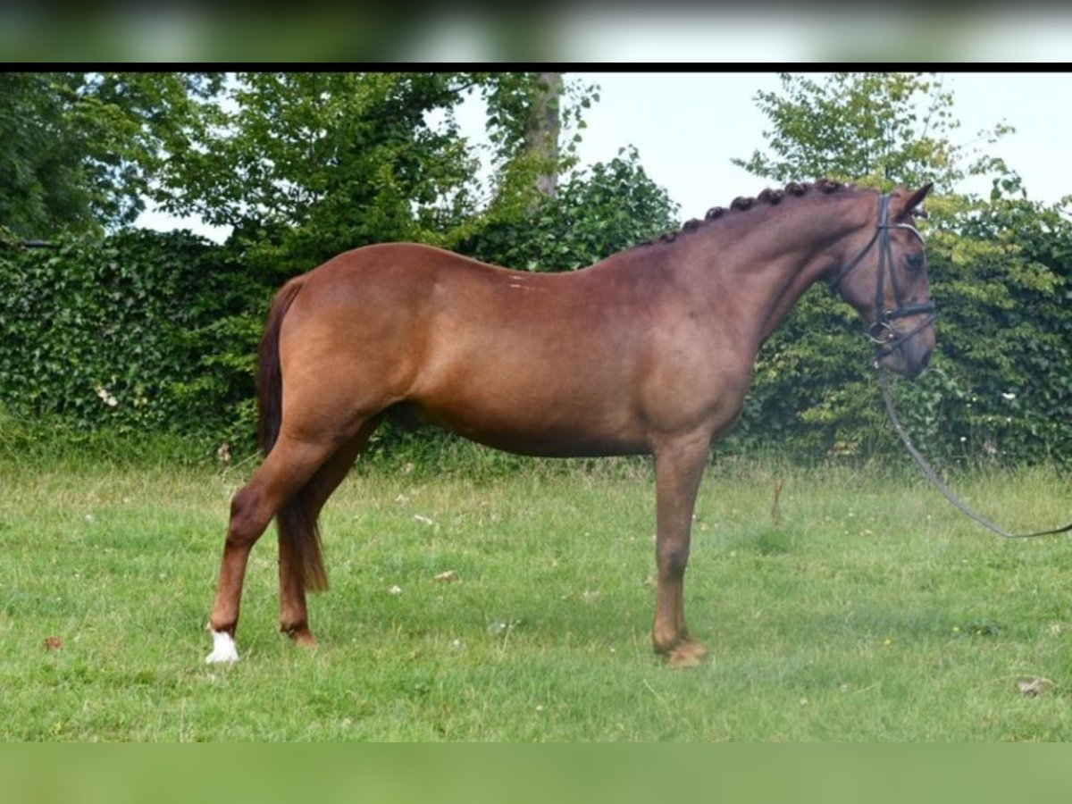 Altre razze Castrone 7 Anni 143 cm Sauro in GROTE-BROGEL