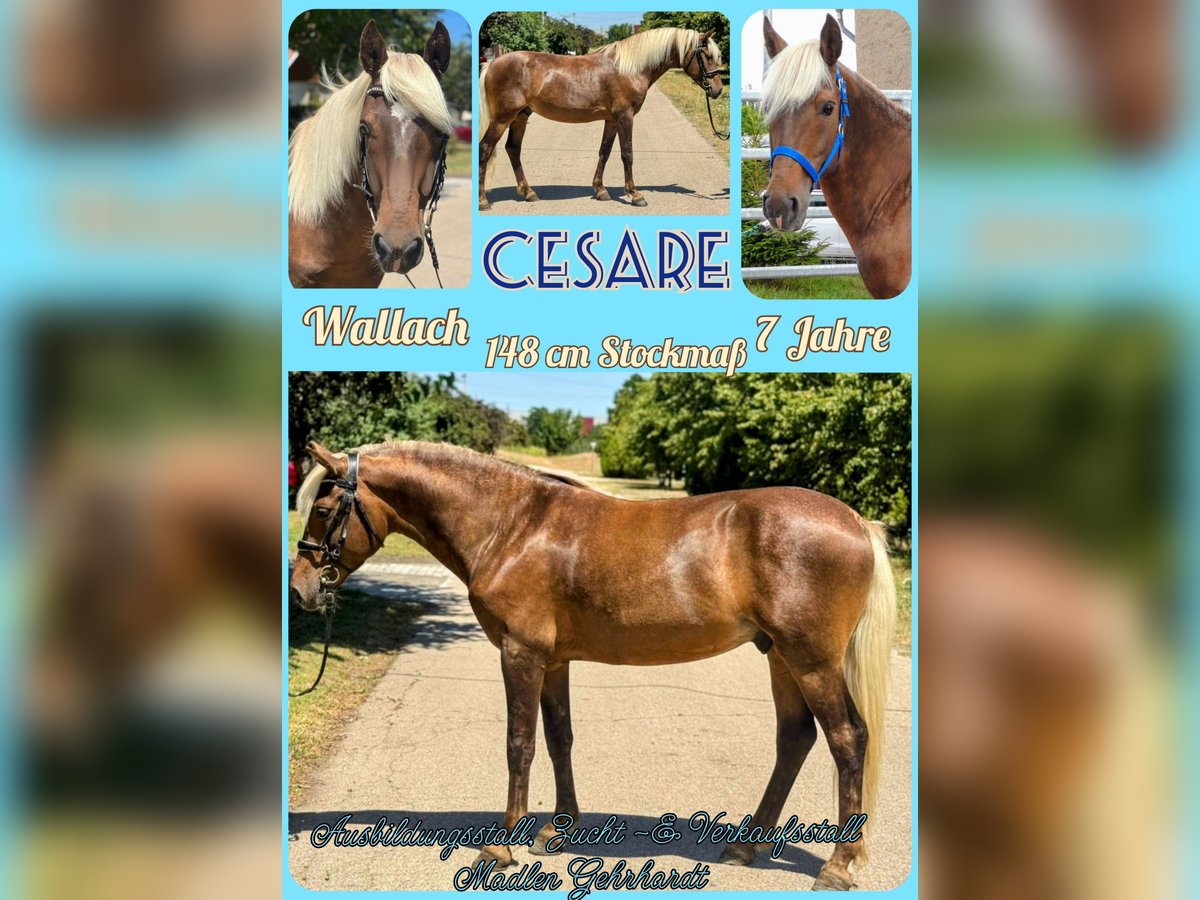 Altre razze Castrone 7 Anni 148 cm Sauro scuro in Ebeleben