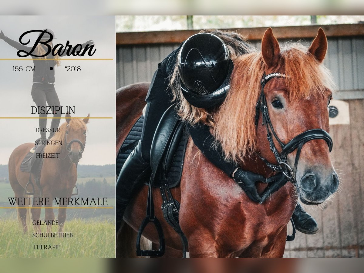 Altre razze Mix Castrone 7 Anni 155 cm Sauro in Nettersheim