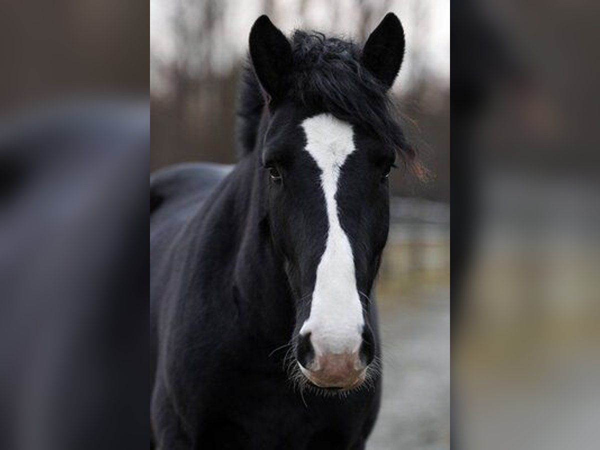 Altre razze Mix Castrone 7 Anni 161 cm Morello in Ingolstadt