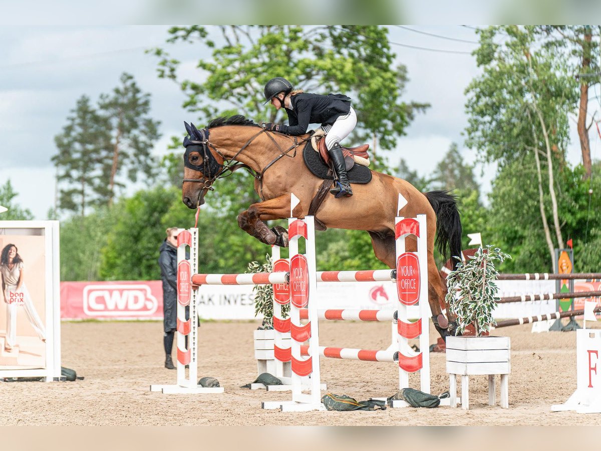 Altre razze Castrone 7 Anni 175 cm Baio in Tartu