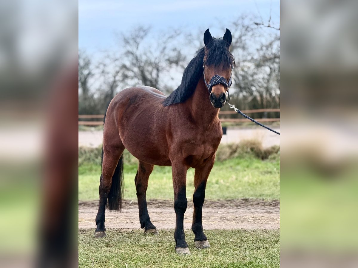 Altre razze Castrone 8 Anni 149 cm Baio scuro in Mannheim