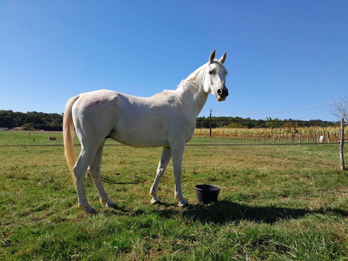 Altre razze Castrone 8 Anni 157 cm Grigio in Brantôme