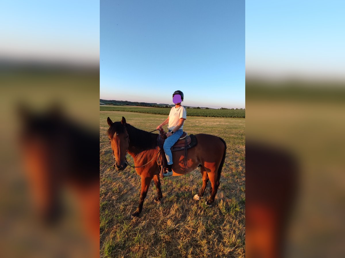 Altre razze Castrone 8 Anni 158 cm Baio in Ehingen