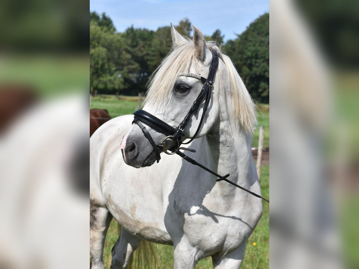 Altre razze Castrone 9 Anni 151 cm Grigio in Achtmaal