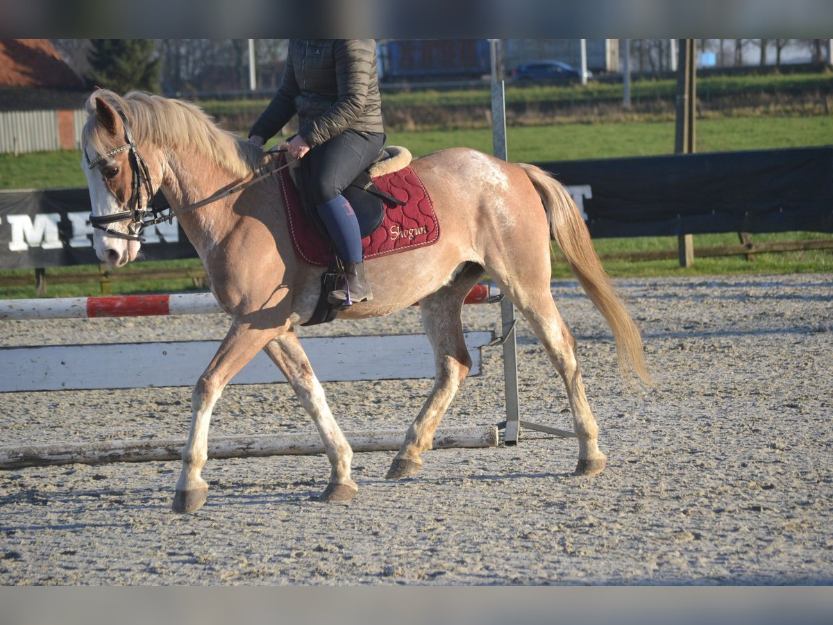 Altre razze Castrone 9 Anni 152 cm Pezzato in Breda