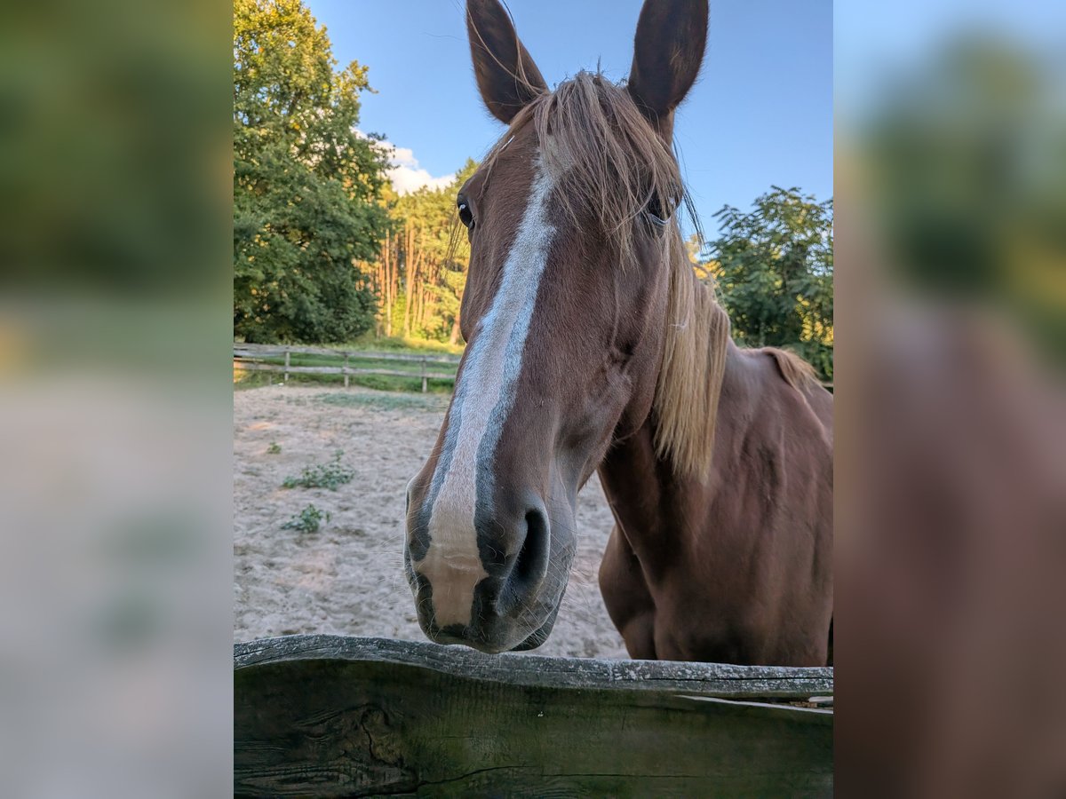 Altre razze Castrone 9 Anni 160 cm Sauro in Zossen