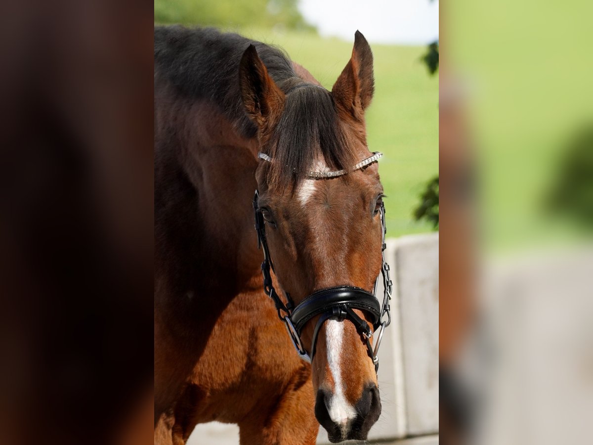 Altre razze Castrone 9 Anni 167 cm Baio in Nettersheim