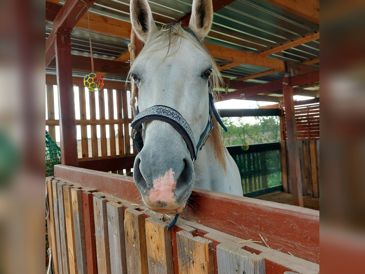 Altre razze Giumenta 10 Anni 158 cm Grigio pezzato in Scharbeutz