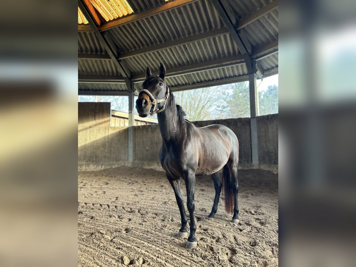 Altre razze Giumenta 11 Anni 157 cm Baio scuro in Roodt-sur-Syre