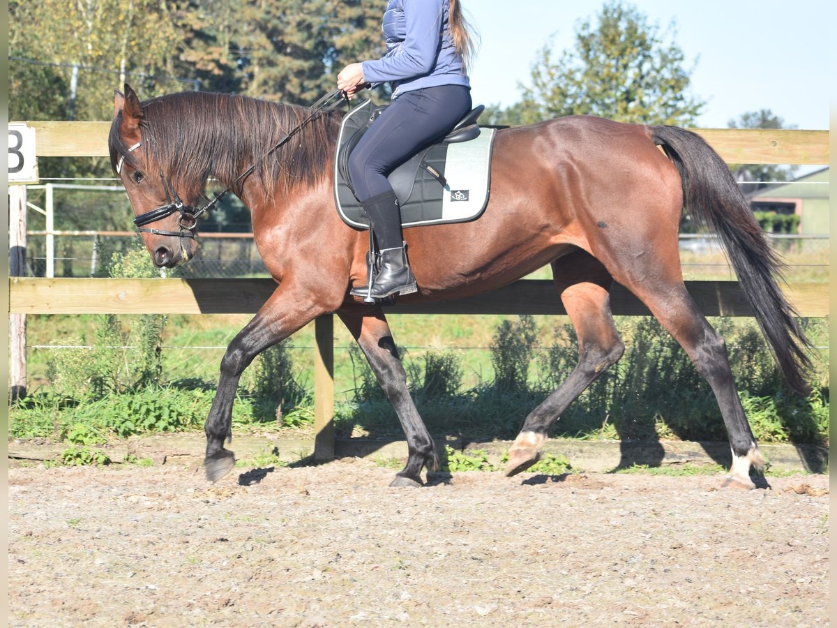 Altre razze Giumenta 11 Anni 161 cm Baio scuro in Achtmaal