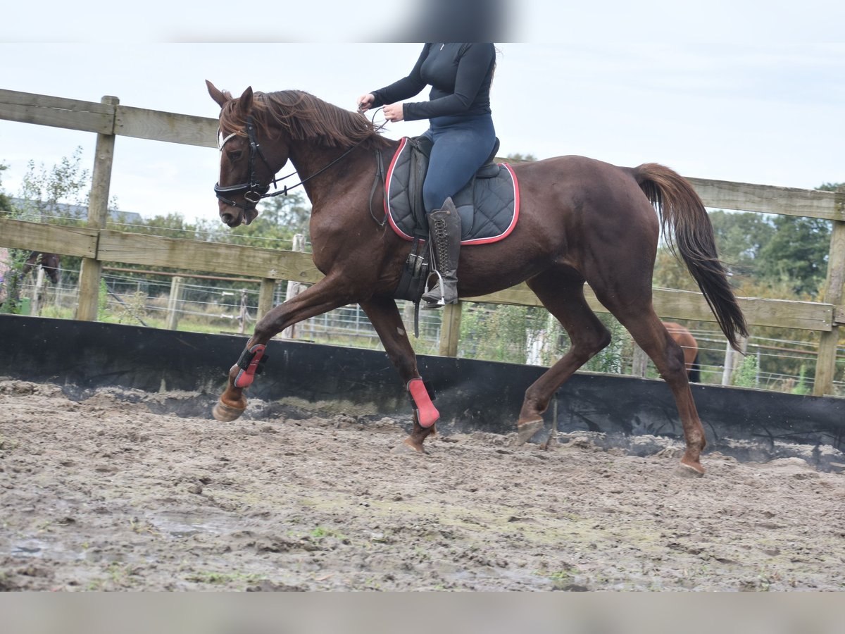 Altre razze Giumenta 11 Anni 164 cm Sauro scuro in Achtmaal