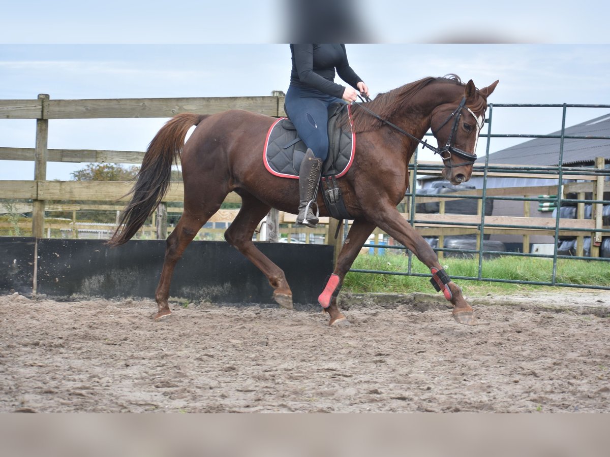 Altre razze Giumenta 11 Anni 165 cm Sauro scuro in Achtmaal