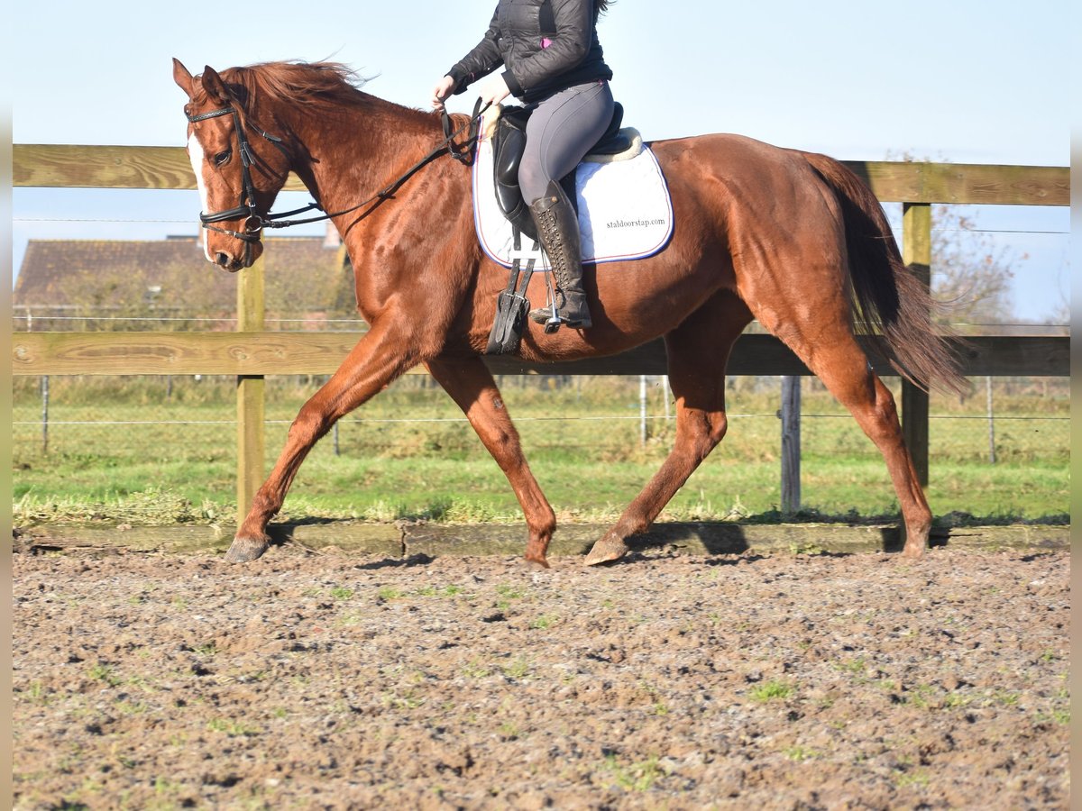 Altre razze Giumenta 11 Anni 168 cm Sauro in Achtmaal