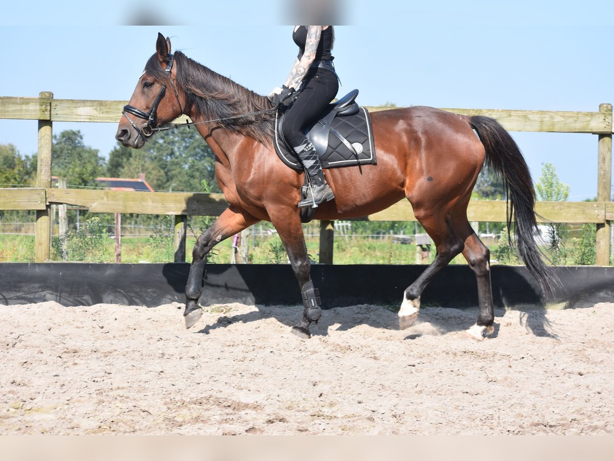 Altre razze Giumenta 12 Anni 161 cm Baio ciliegia in Achtmaal