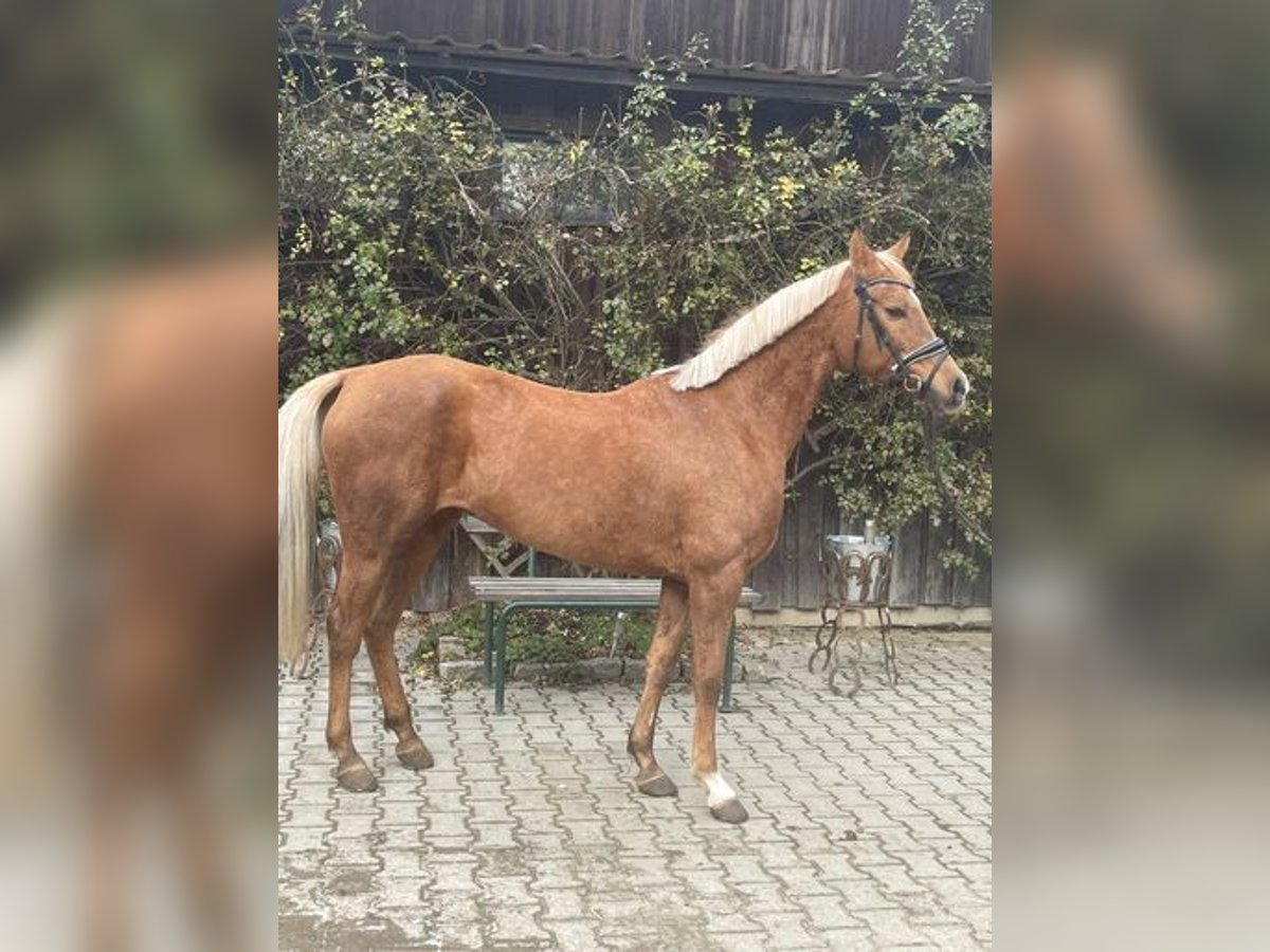 Altre razze Giumenta 13 Anni 144 cm Palomino in Loiching