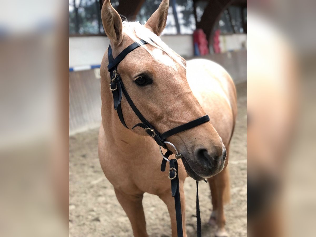 Altre razze Giumenta 13 Anni 158 cm Falbo in Bad Schwalbach