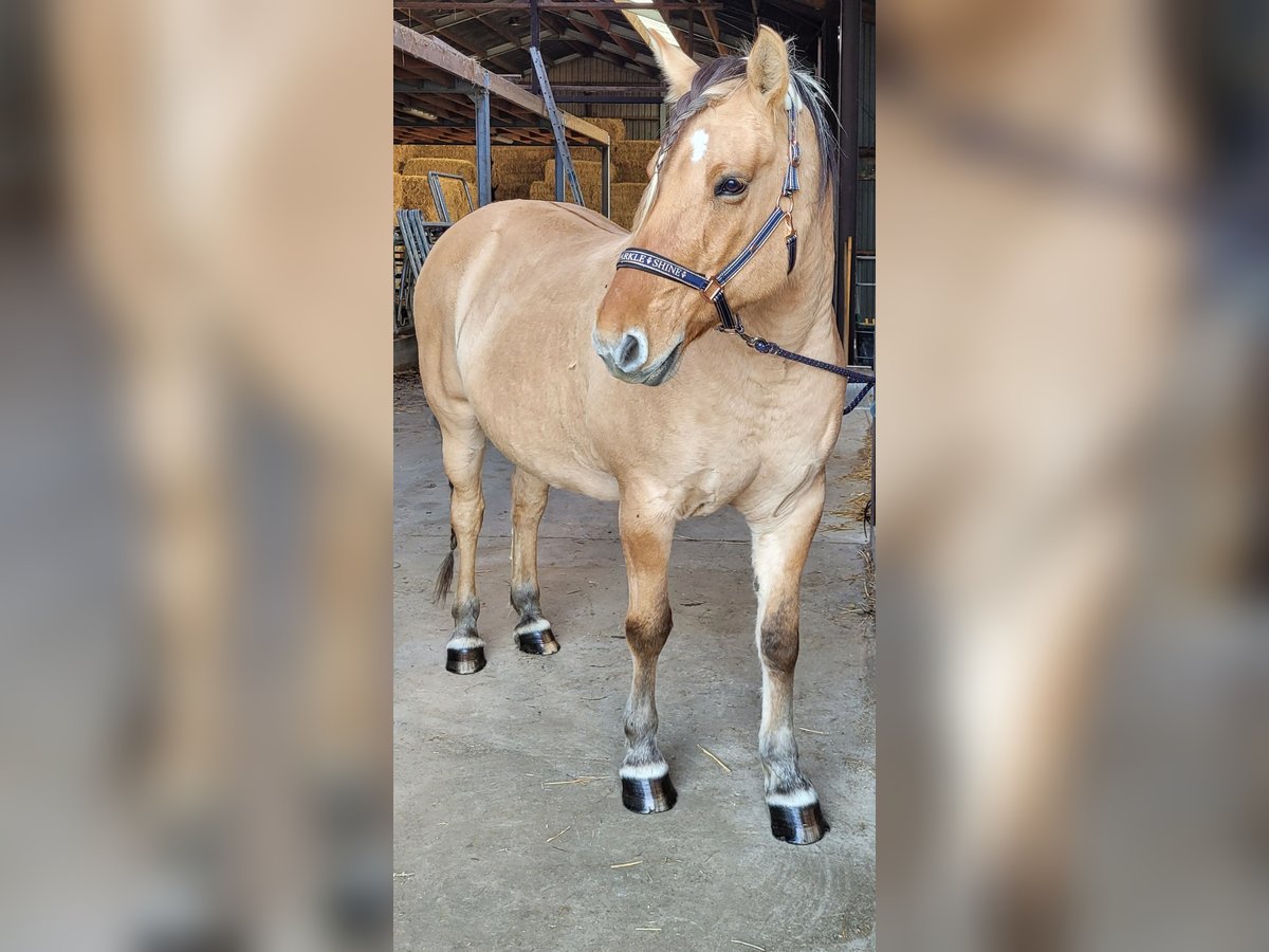 Altre razze Giumenta 13 Anni 160 cm Falbo in Rebecq