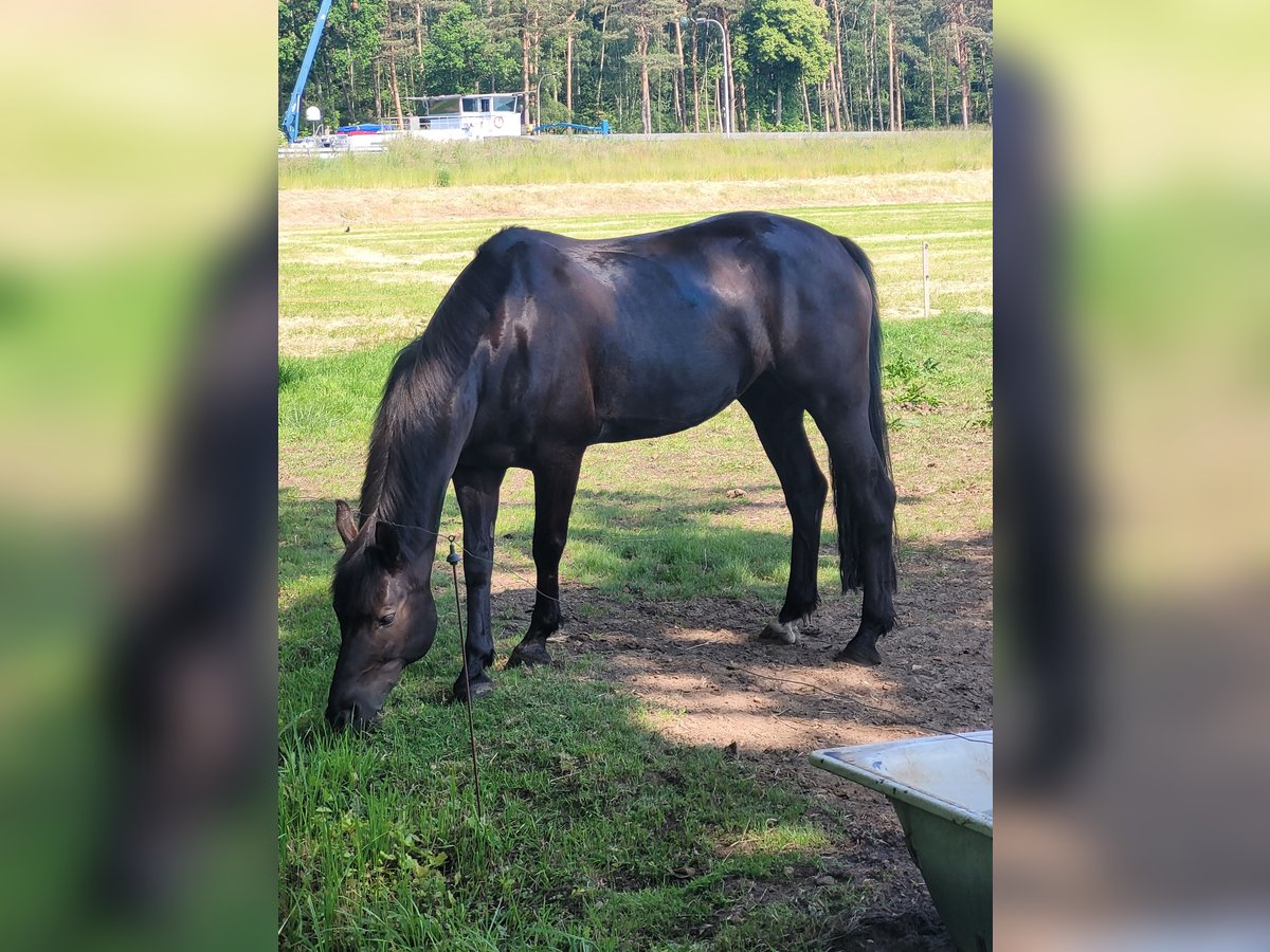 Altre razze Mix Giumenta 14 Anni 160 cm Morello in Wallenhorst