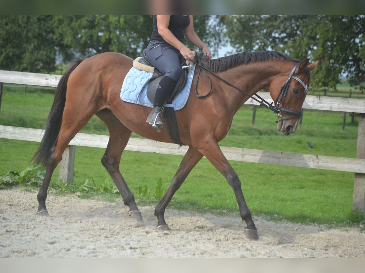 Altre razze Giumenta 14 Anni 161 cm Baio in Breda