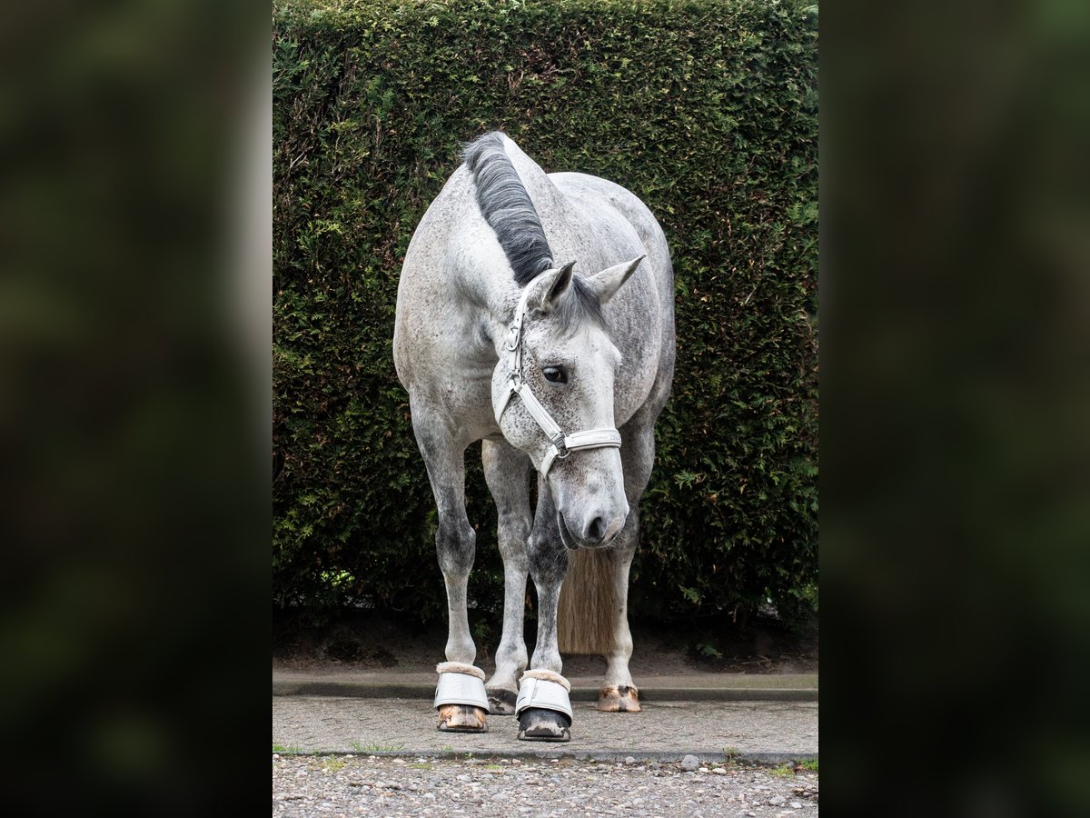 Altre razze Giumenta 14 Anni 162 cm Grigio pezzato in Dormagen