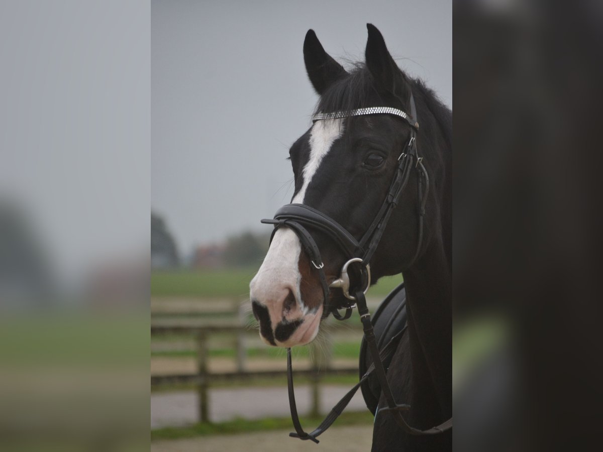 Altre razze Giumenta 14 Anni 169 cm Morello in Breda