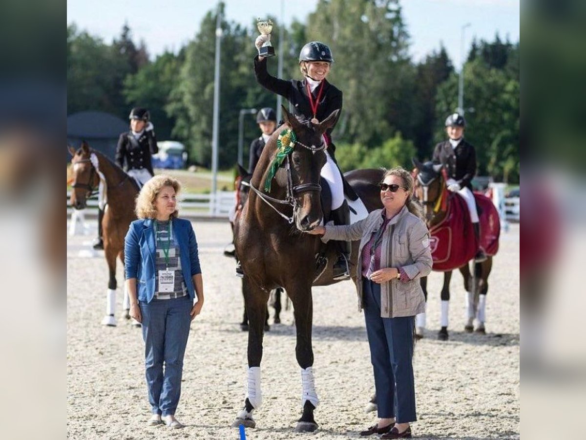 Altre razze Giumenta 14 Anni 172 cm Baio scuro in Winterthur