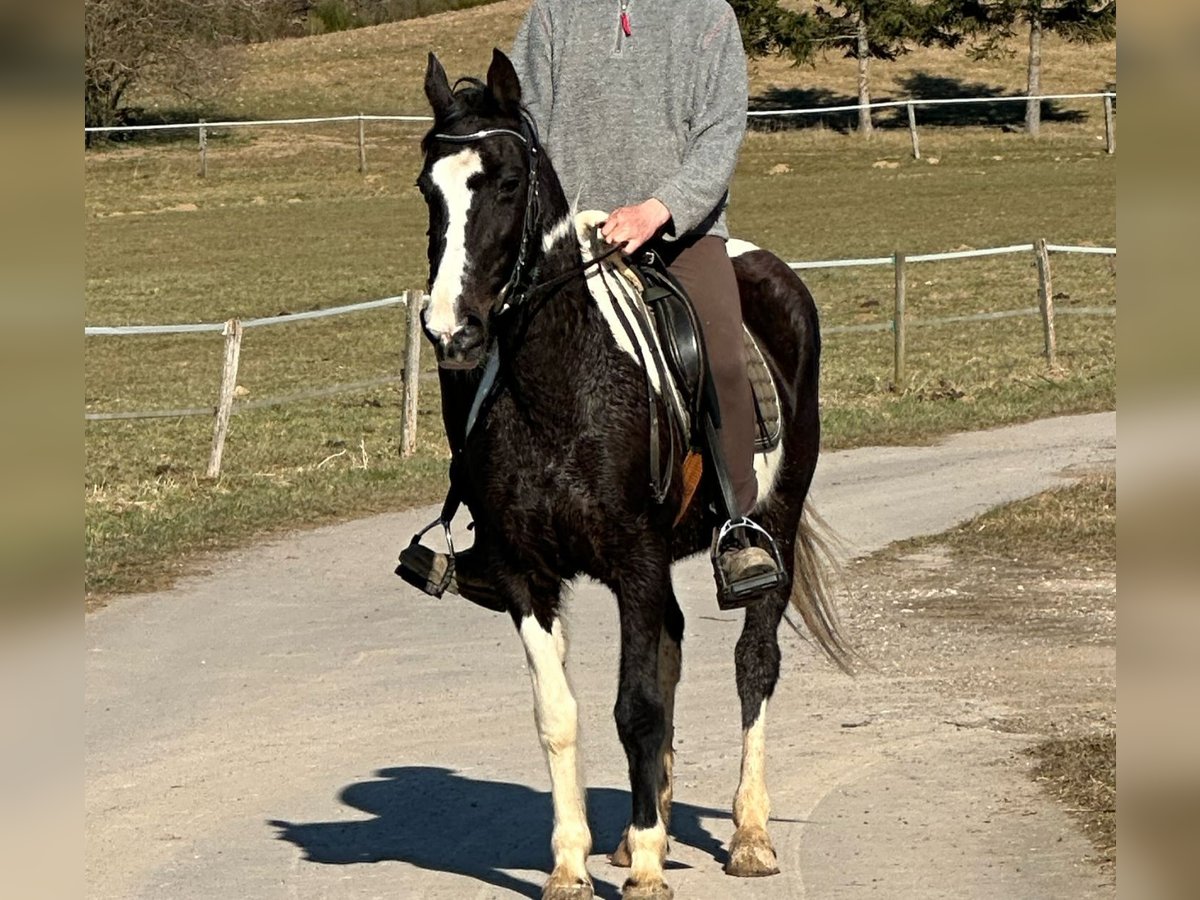 Altre razze Mix Giumenta 15 Anni 152 cm Pezzato in Hillesheim