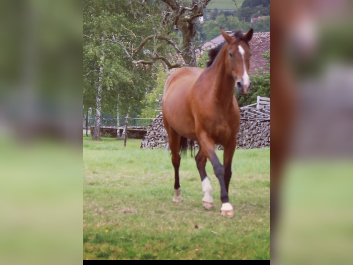 Altre razze Giumenta 16 Anni 168 cm Baio in Torcy-le-Petit