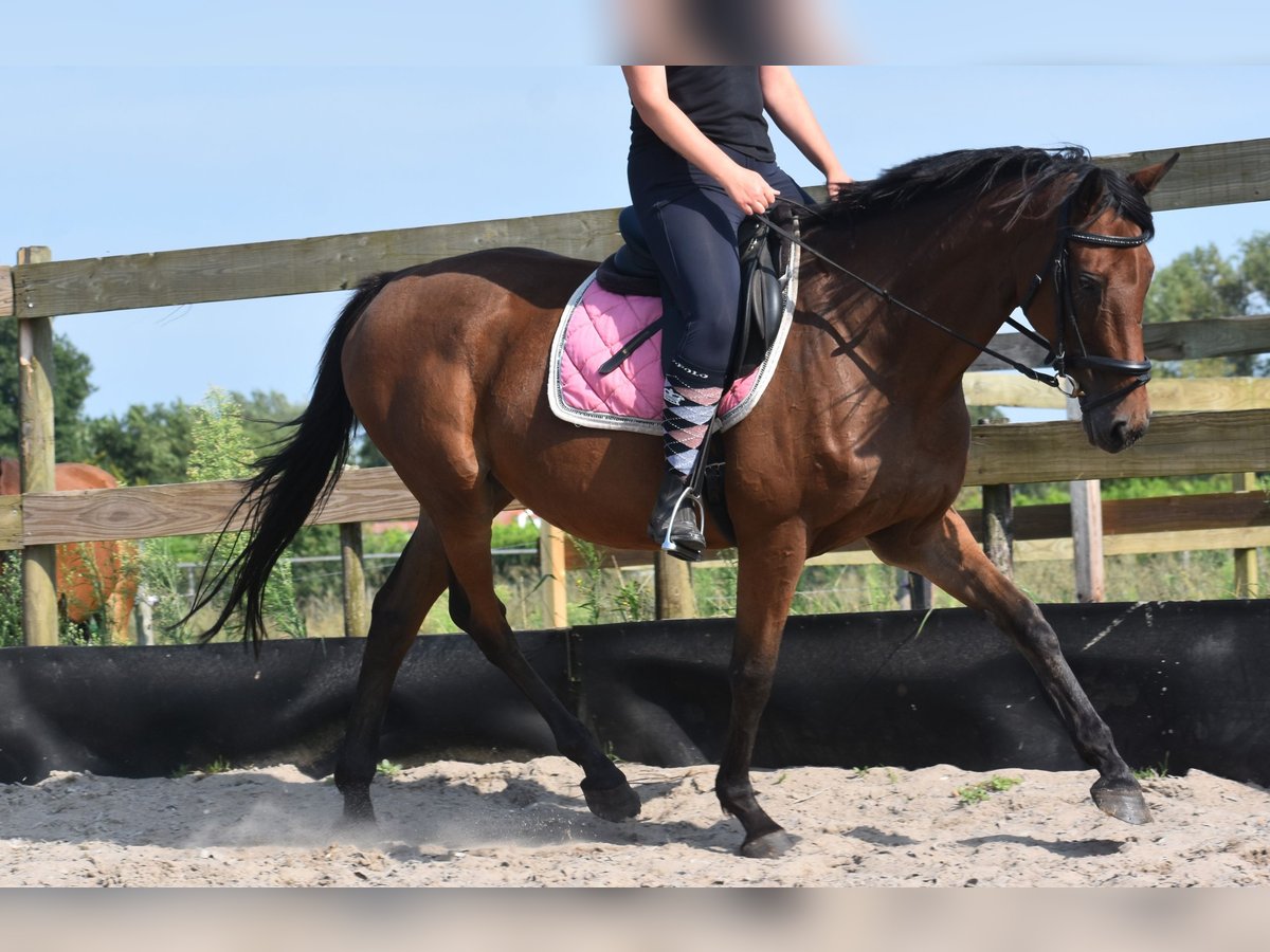 Altre razze Giumenta 18 Anni 159 cm Baio ciliegia in Achtmaal