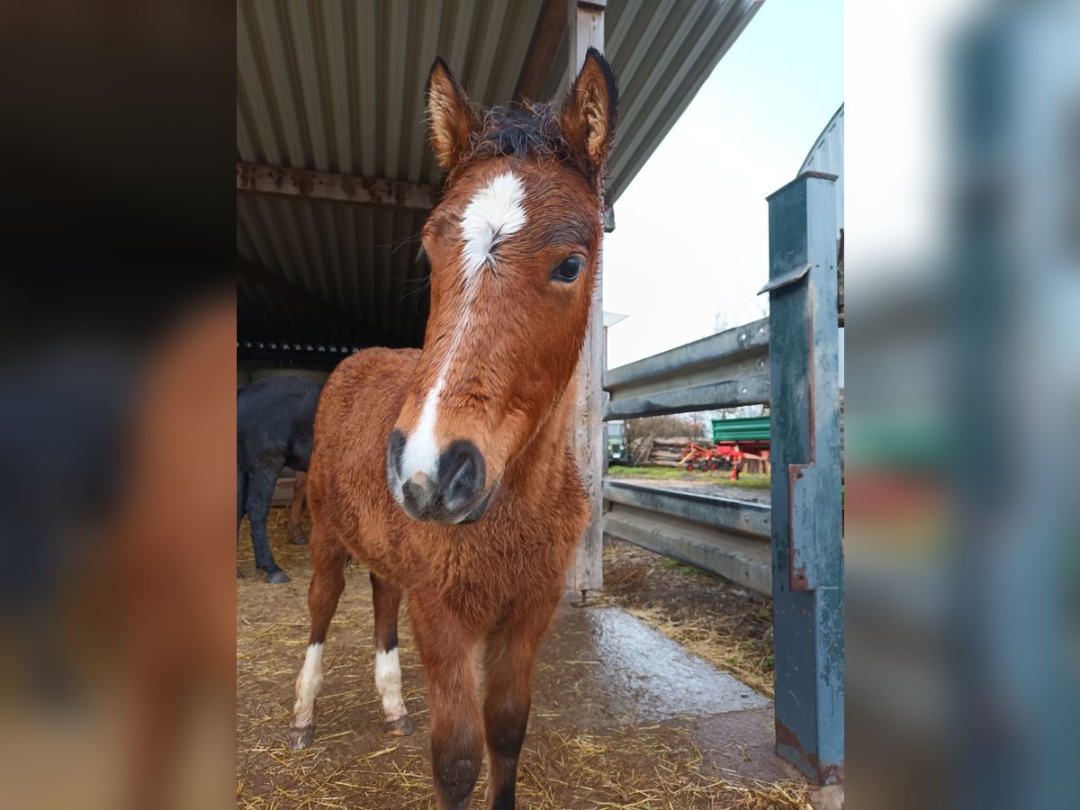 Altre razze Giumenta 1 Anno 145 cm Baio in Oberschwarzach